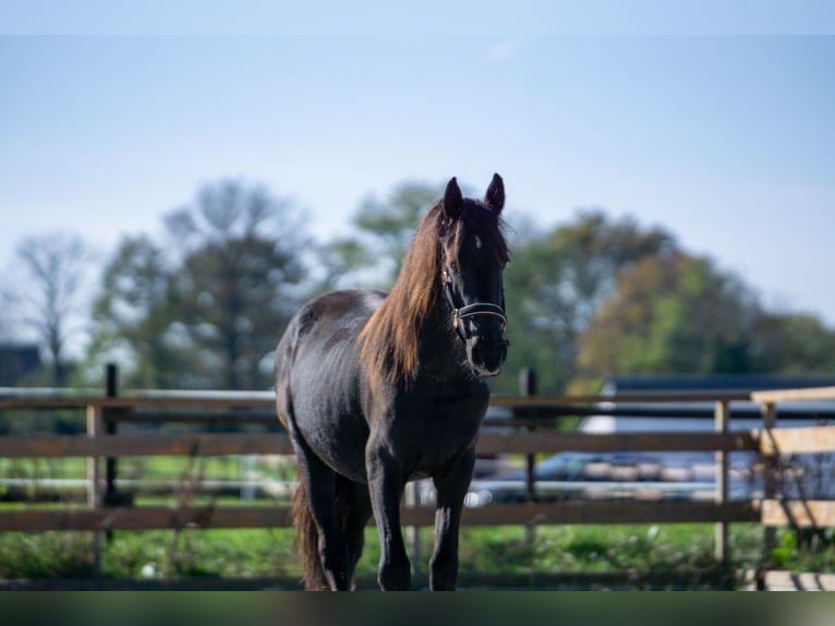 Fries paard Merrie 1 Jaar 152 cm Zwart in Aachen