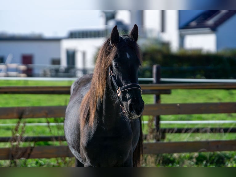 Fries paard Merrie 1 Jaar 152 cm Zwart in Aachen