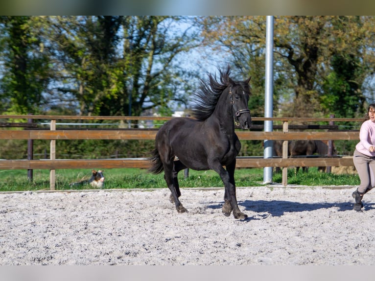 Fries paard Merrie 1 Jaar 152 cm Zwart in Aachen