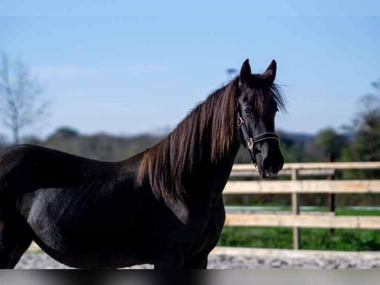 Fries paard Merrie 1 Jaar 152 cm Zwart in Aachen