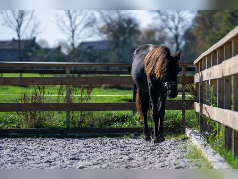 Fries paard Merrie 1 Jaar 152 cm Zwart in Aachen