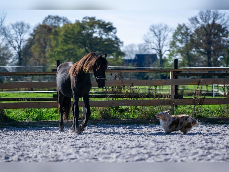 Fries paard Merrie 1 Jaar 152 cm Zwart in Aachen