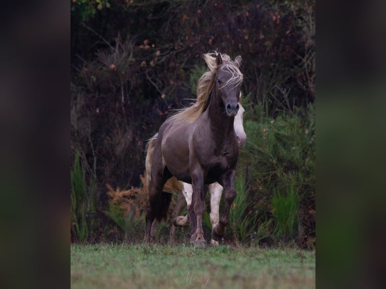 Fries paard Merrie 1 Jaar 159 cm in GOVEN