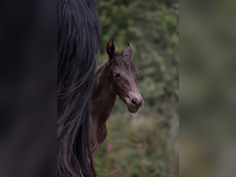 Fries paard Merrie 1 Jaar 159 cm Zwart in GOVEN