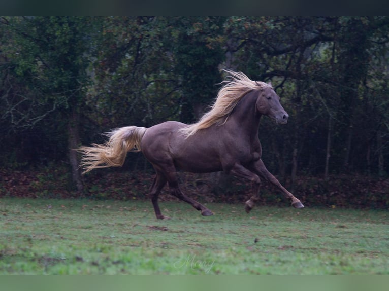 Fries paard Merrie 1 Jaar 159 cm Zwart in GOVEN