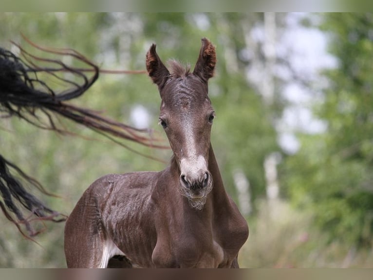 Fries paard Merrie 1 Jaar 159 cm Zwart in GOVEN