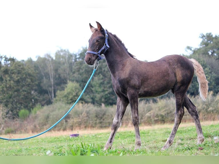 Fries paard Merrie 1 Jaar 159 cm Zwart in GOVEN