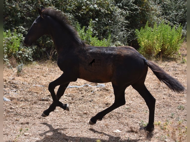 Fries paard Mix Merrie 1 Jaar 160 cm Zwart in Menorca