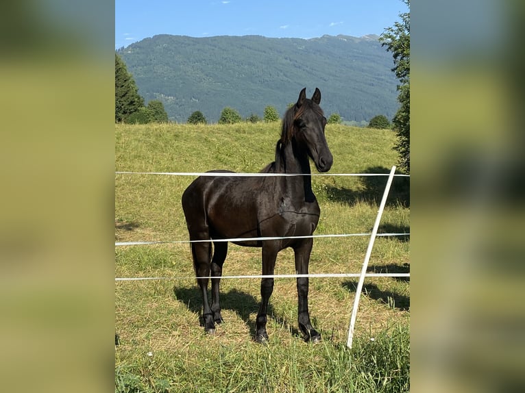 Fries paard Merrie 1 Jaar 160 cm Zwart in Sankt Michael im Lungau