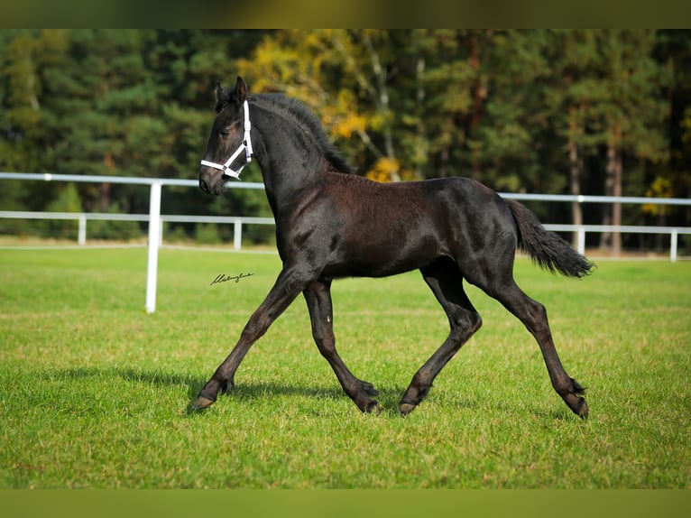 Fries paard Merrie 1 Jaar 160 cm Zwart in Niedźwiedź