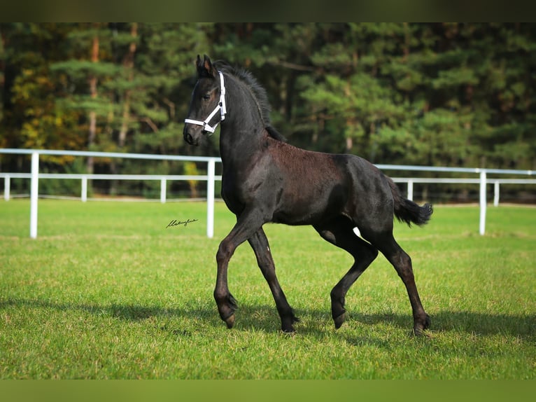 Fries paard Merrie 1 Jaar 160 cm Zwart in Niedźwiedź
