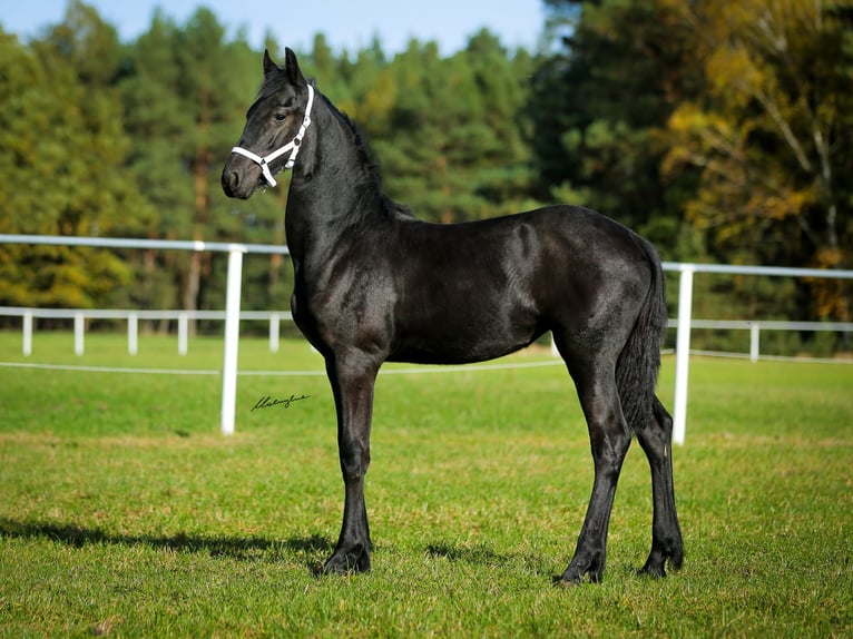 Fries paard Merrie 1 Jaar 160 cm Zwart in Rojów