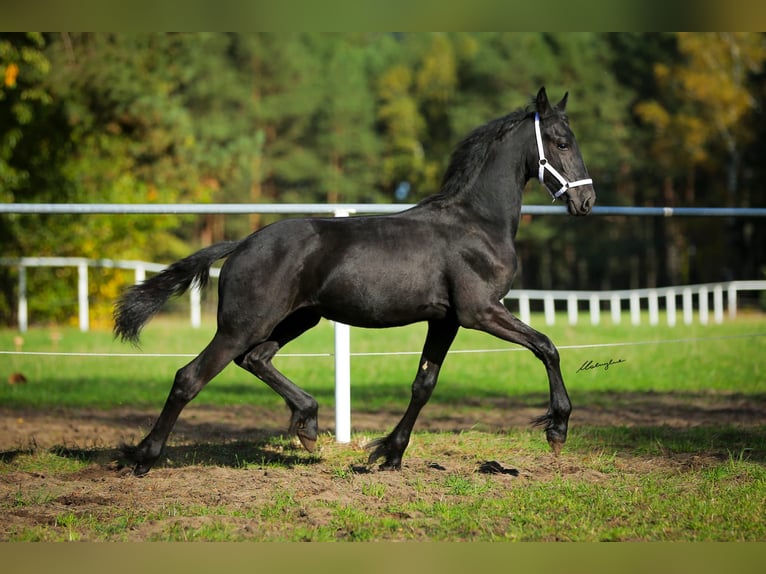 Fries paard Merrie 1 Jaar 160 cm Zwart in Rojów