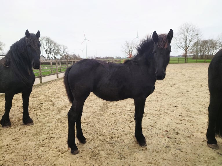 Fries paard Merrie 1 Jaar 162 cm Zwart in Bunde