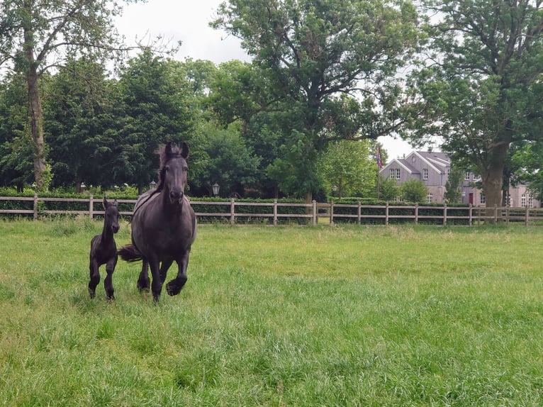 Fries paard Merrie 1 Jaar 162 cm Zwart in Bunde