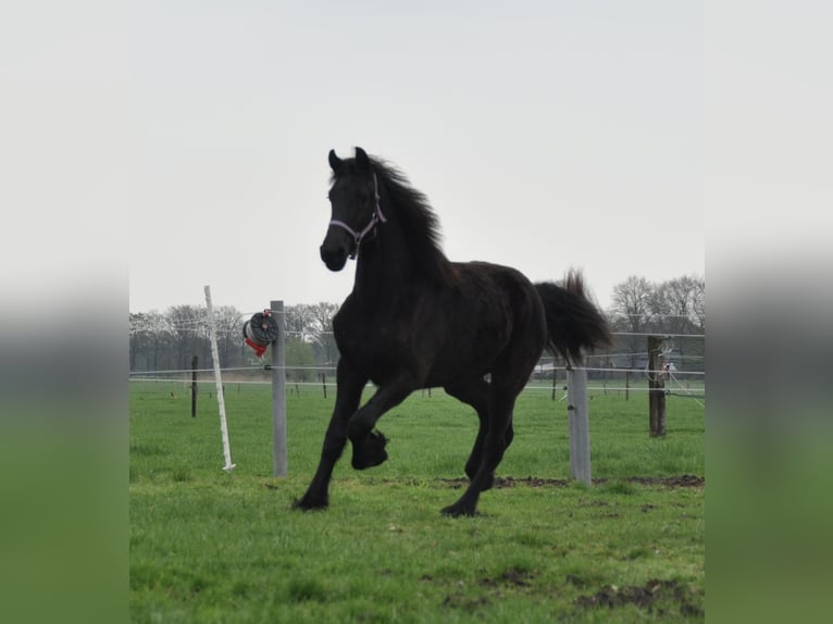 Fries paard Merrie 1 Jaar 163 cm Zwart in Ambt Delden