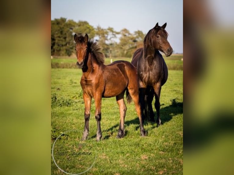 Fries paard Mix Merrie 1 Jaar 164 cm Bruin in Tzummarum