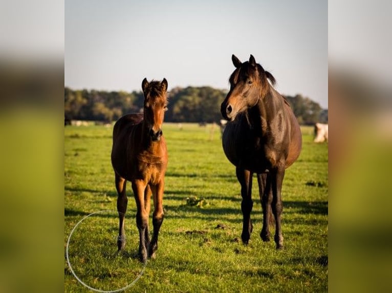 Fries paard Mix Merrie 1 Jaar 164 cm Bruin in Tzummarum