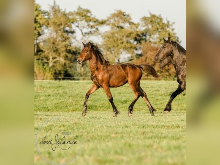 Fries paard Mix Merrie 1 Jaar 164 cm Bruin in Tzummarum