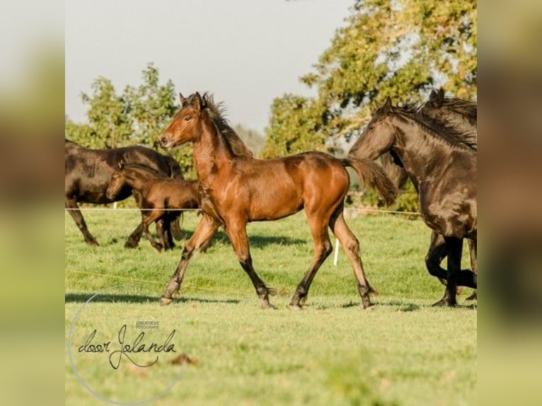 Fries paard Mix Merrie 1 Jaar 164 cm Bruin in Tzummarum