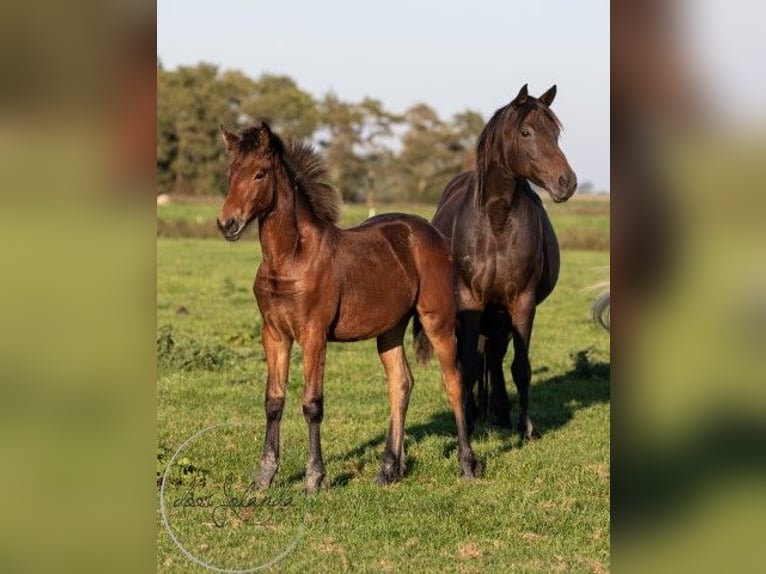 Fries paard Mix Merrie 1 Jaar 164 cm Bruin in Tzummarum