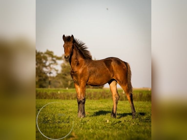 Fries paard Mix Merrie 1 Jaar 164 cm Bruin in Tzummarum