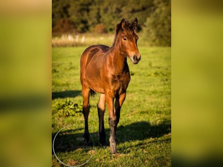 Fries paard Mix Merrie 1 Jaar 164 cm Bruin in Tzummarum