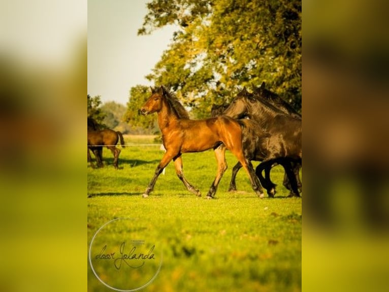 Fries paard Mix Merrie 1 Jaar 164 cm Bruin in Tzummarum