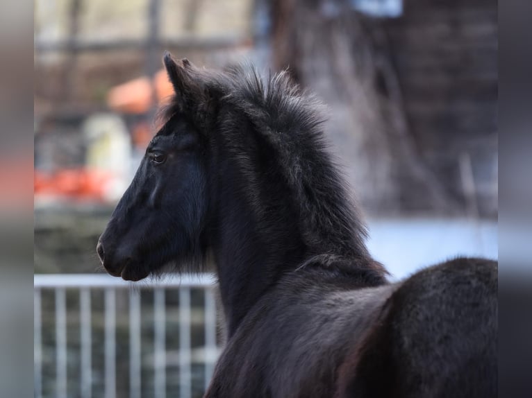 Fries paard Mix Merrie 1 Jaar 165 cm Zwart in Anger