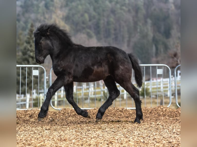 Fries paard Mix Merrie 1 Jaar 165 cm Zwart in Anger