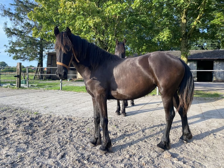 Fries paard Merrie 1 Jaar 165 cm Zwart in Oldenburg