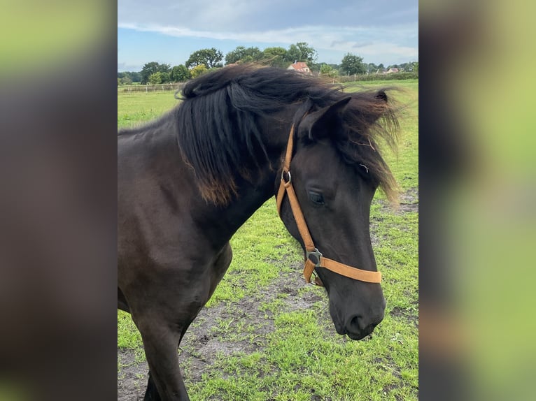 Fries paard Merrie 1 Jaar 165 cm Zwart in Oldenburg