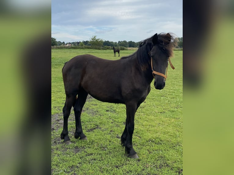 Fries paard Merrie 1 Jaar 165 cm Zwart in Oldenburg