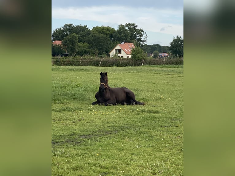 Fries paard Merrie 1 Jaar 165 cm Zwart in Oldenburg