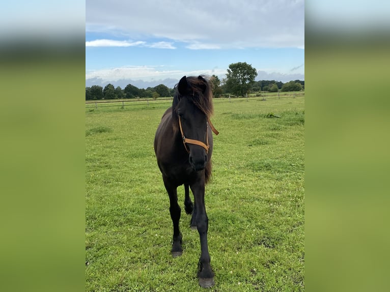 Fries paard Merrie 1 Jaar 165 cm Zwart in Oldenburg