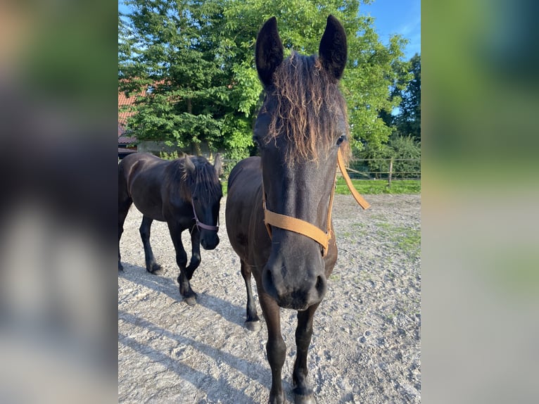 Fries paard Merrie 1 Jaar 165 cm Zwart in Oldenburg