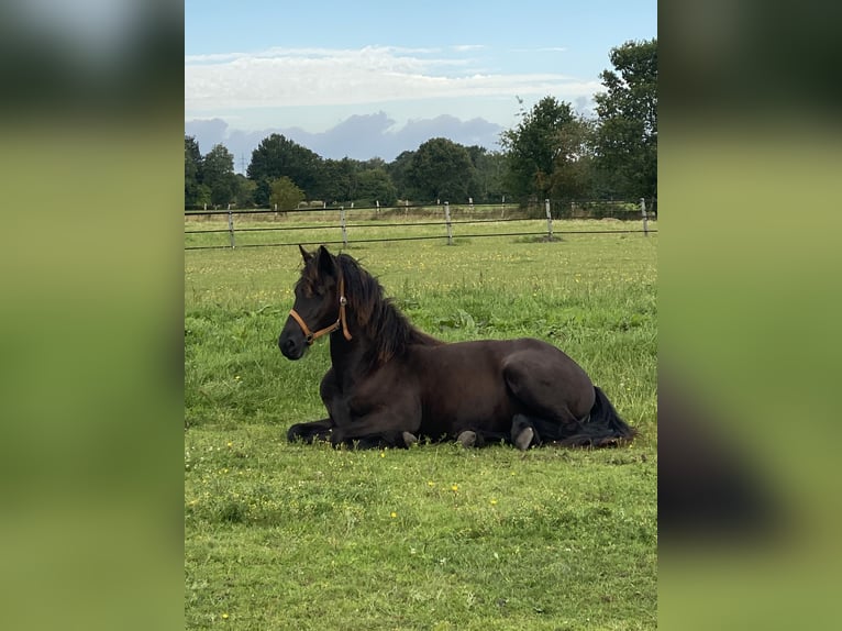 Fries paard Merrie 1 Jaar 165 cm Zwart in Oldenburg