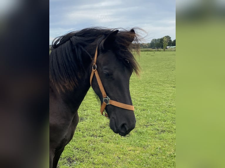 Fries paard Merrie 1 Jaar 165 cm Zwart in Oldenburg