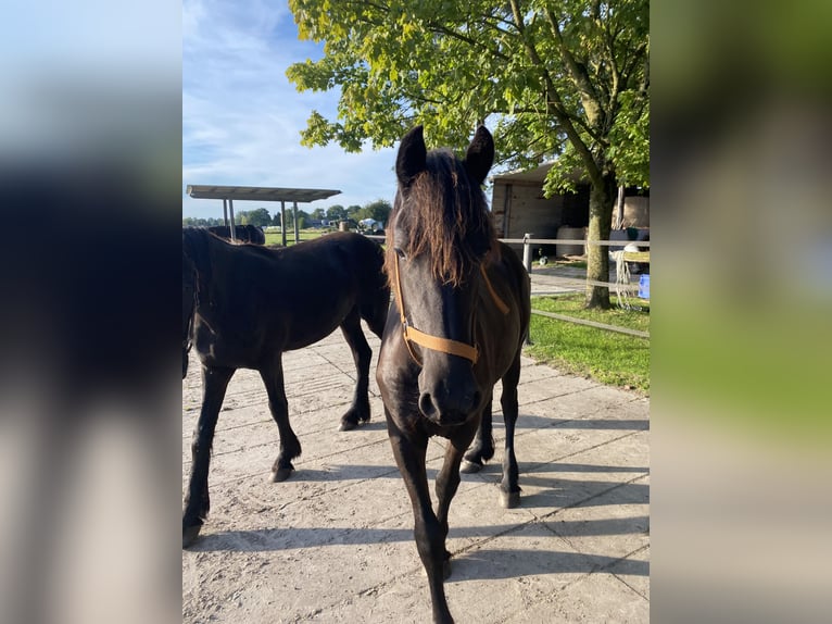 Fries paard Merrie 1 Jaar 165 cm Zwart in Oldenburg