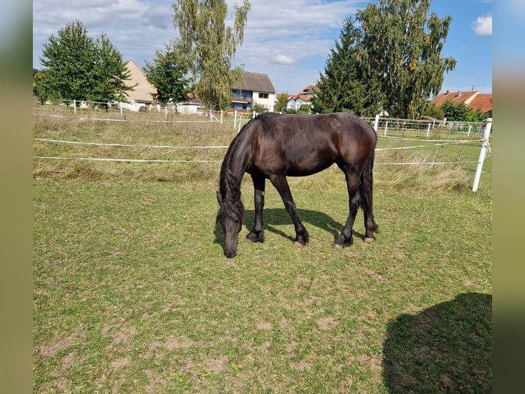 Fries paard Merrie 1 Jaar 166 cm Zwart in Wallerstein