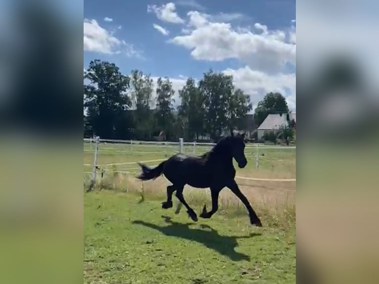 Fries paard Merrie 1 Jaar 166 cm Zwart in Wallerstein