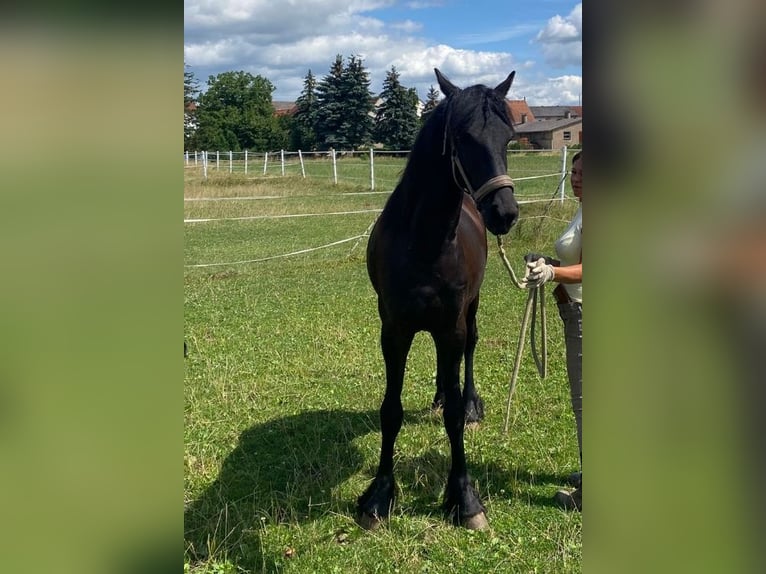 Fries paard Merrie 1 Jaar 166 cm Zwart in Wallerstein