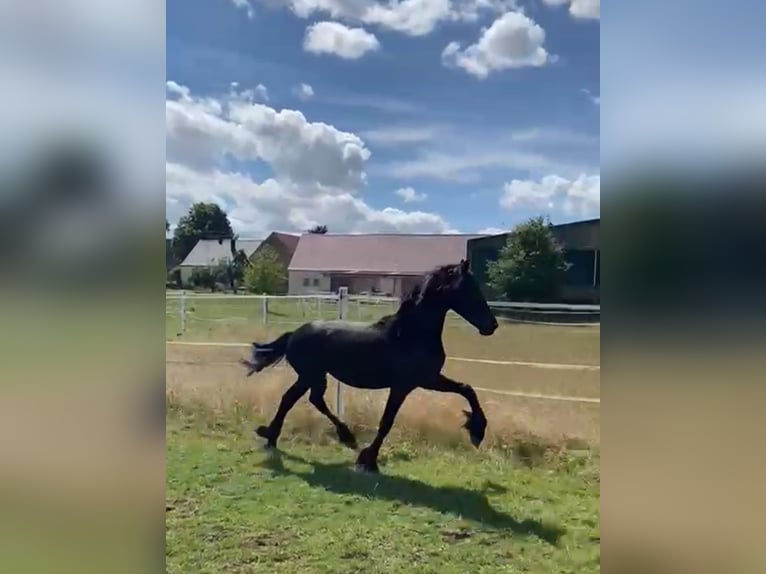 Fries paard Merrie 1 Jaar 166 cm Zwart in Wallerstein