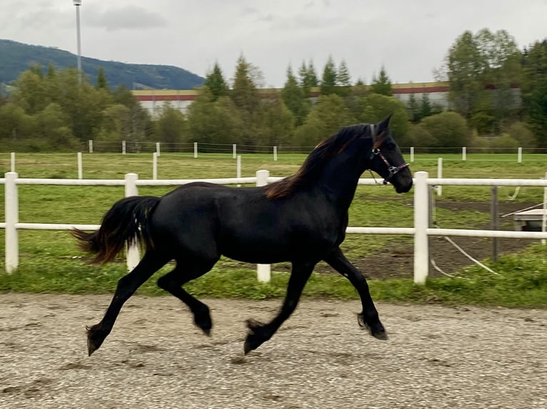 Fries paard Merrie 1 Jaar 167 cm Zwart in Sankt Michael  im Lungau