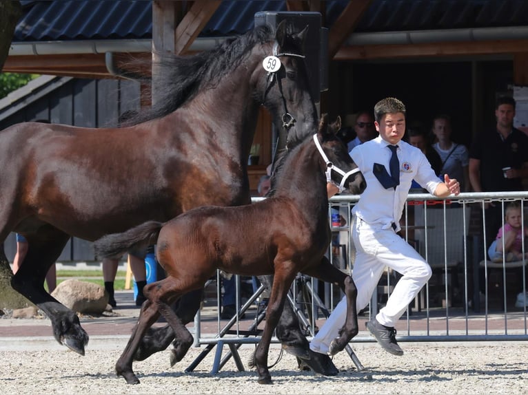 Fries paard Merrie 1 Jaar in Loosdrecht