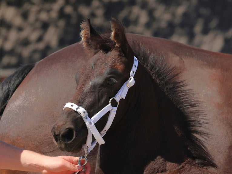 Fries paard Merrie 1 Jaar in Loosdrecht