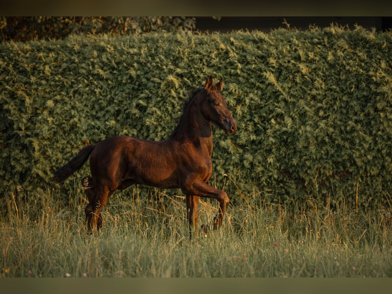 Fries paard Merrie 1 Jaar in Oberweis
