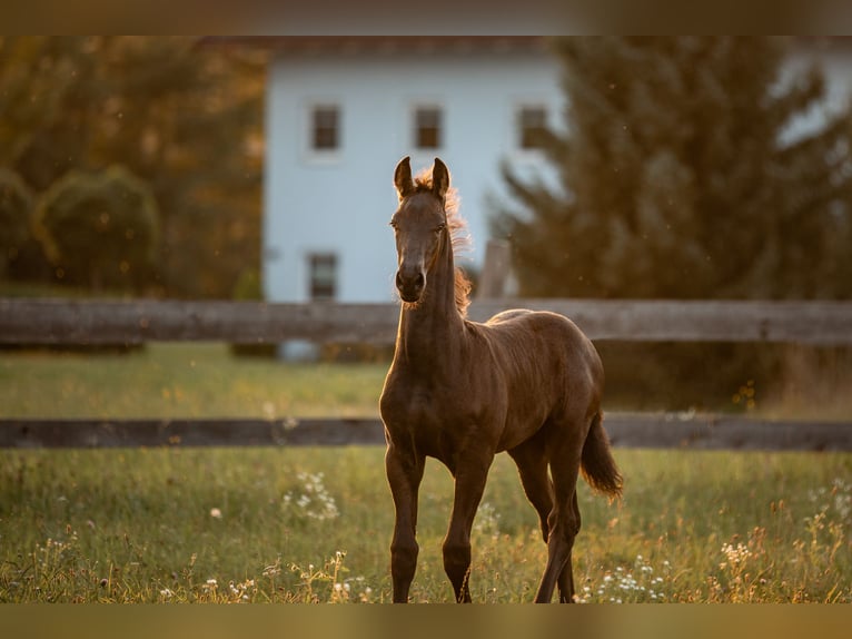 Fries paard Merrie 1 Jaar in Oberweis