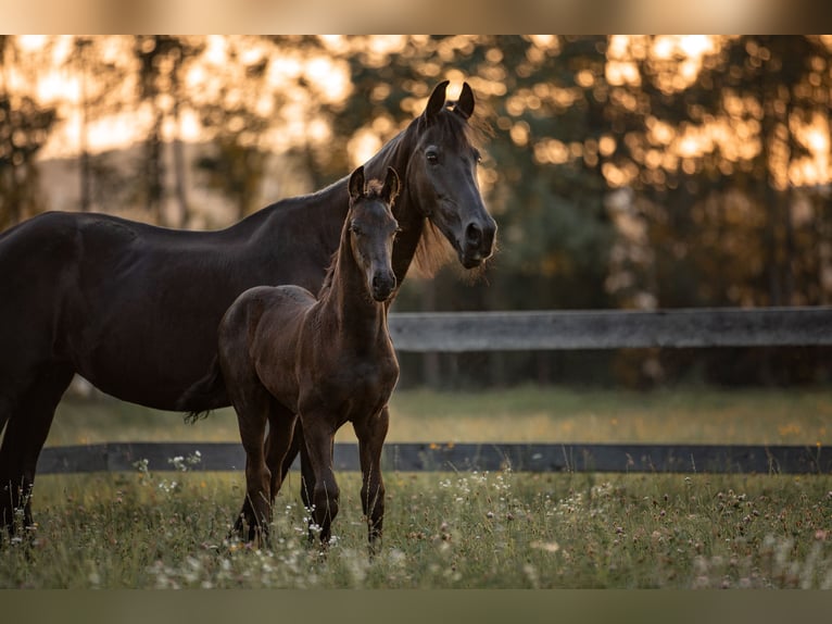 Fries paard Merrie 1 Jaar in Oberweis