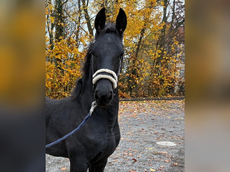 Fries paard Merrie 1 Jaar in Oberweis